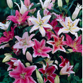 thumbnail image 3 of 8 Mixed Oriental Roselily Asiatic Lily Bulbs for Planting, Lily Flower Bulbs Colorful Lilium Flowers Tuber Bloom Summer, 3 of 6