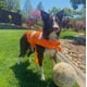 thumbnail image 2 of Chalecos salvavidas para perros Chaleco de flotación ajustable para mascotas, chalecos de flotación para mascotas con mango suave Chaleco salvavidas para mascotas (naranja, M) Rojo Verde, 2 of 5