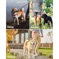 thumbnail image 3 of OutdoorMaster Bungee Dog Leash, Heavy Duty Dog Leash with Shock Absorption, 2 Padded Handles Training Leash, Improved Dog Safety and Comfort - Pink Upgraded, 6 FT, 3 of 7