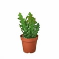 thumbnail image 6 of 'Ric Rac' Fishbone Cactus, 6 of 6