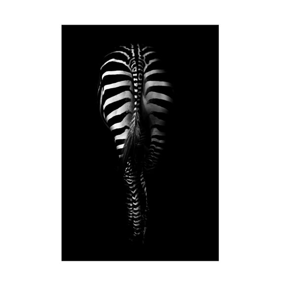 Antonio Grambone 'Zebra Rear' Canvas Art