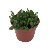 Goldmoss Sedum - 3.7" Pot - Sedum sexangulare - Stonecrop Succulent