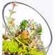 thumbnail image 5 of Cuenco de burbujas inclinado transparente - Pecera y terrario - Tarro de caramelos - Florero redondo (17,5 cm de alto, 14 cm de ancho) Dontodent Kuyhfg Sin marca, 5 of 5