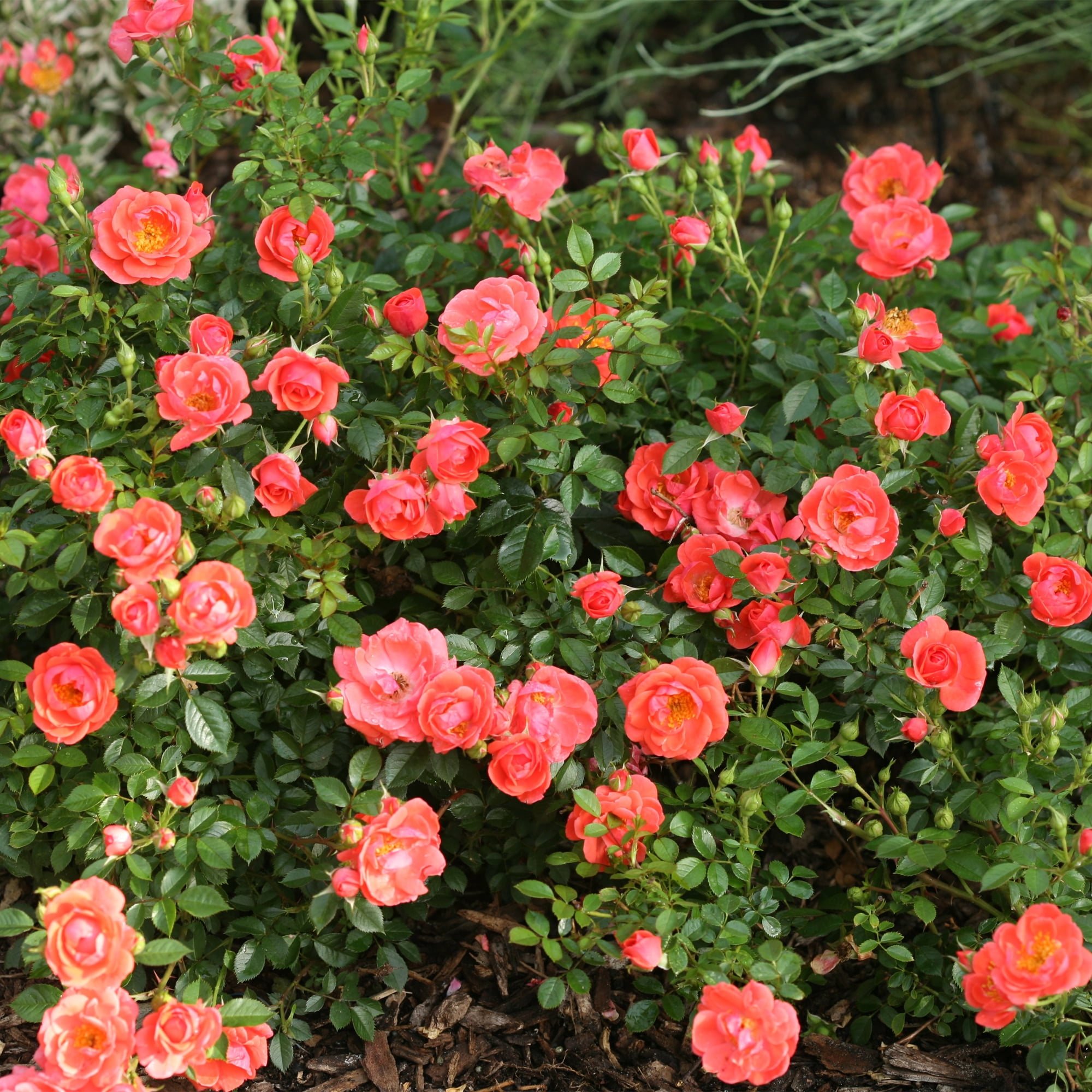 Proven Winners ColorChoice Oso Easy Mango Salsa Rose Live Shrub (2 Gallon)
