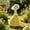 S, variant on Nkmbld Porch Goose Decor, Cute Soccer Porch Goose Clothes for Cement Plastic Goose Statue, Lawn Goose Costume for Outdoor Patio Yard Decoration