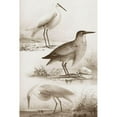 thumbnail image 3 of Unknown 17x24 Black Modern Framed Museum Art Print Titled - Sepia Water Birds IV, 3 of 5