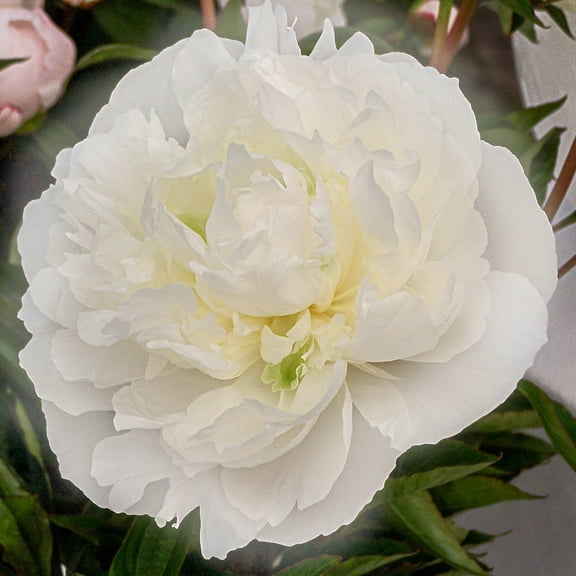 Duchesses De Nemours Peony Dormant Bare Root Starter Perennial Plant (1-Pack)