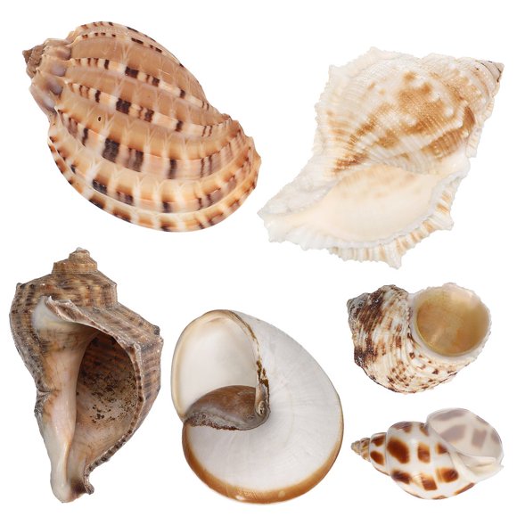 LEEYNEER 6 Pcs Coquilles de Conque Grandes Coquilles d'Ermite Crabe Coquilles de Mer de Plage Décor d'Aquarium Décorations de Conque d'Aquarium Ornements d'Aquarium