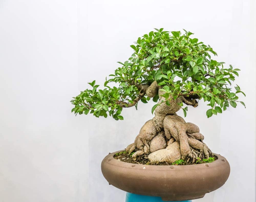 mutated manjula pothos Pothos 'Mutant Manjula'  The Shadow Garden
