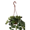 thumbnail image 2 of Lipstick Plant - 6" Hanging Pot - Aeschynanthus lobbianus, 2 of 4
