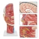 thumbnail image 1 of Modelo médico anatómico del cerebro Jadeshay tamaño natural A, 1 of 8