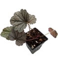 thumbnail image 2 of Silverberry Coral Bells - Heuchera - Perennial - 2.5" Pot, 2 of 4