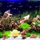 thumbnail image 4 of unbranded De Coral Artificial Para Acuario Con Silicona Resistente Y Natural, 4 of 8