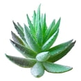 thumbnail image 1 of Coofit Artificial Succulent Realistic Aloe Unpotted Artificial Plant Fake Succulent, 1 of 7