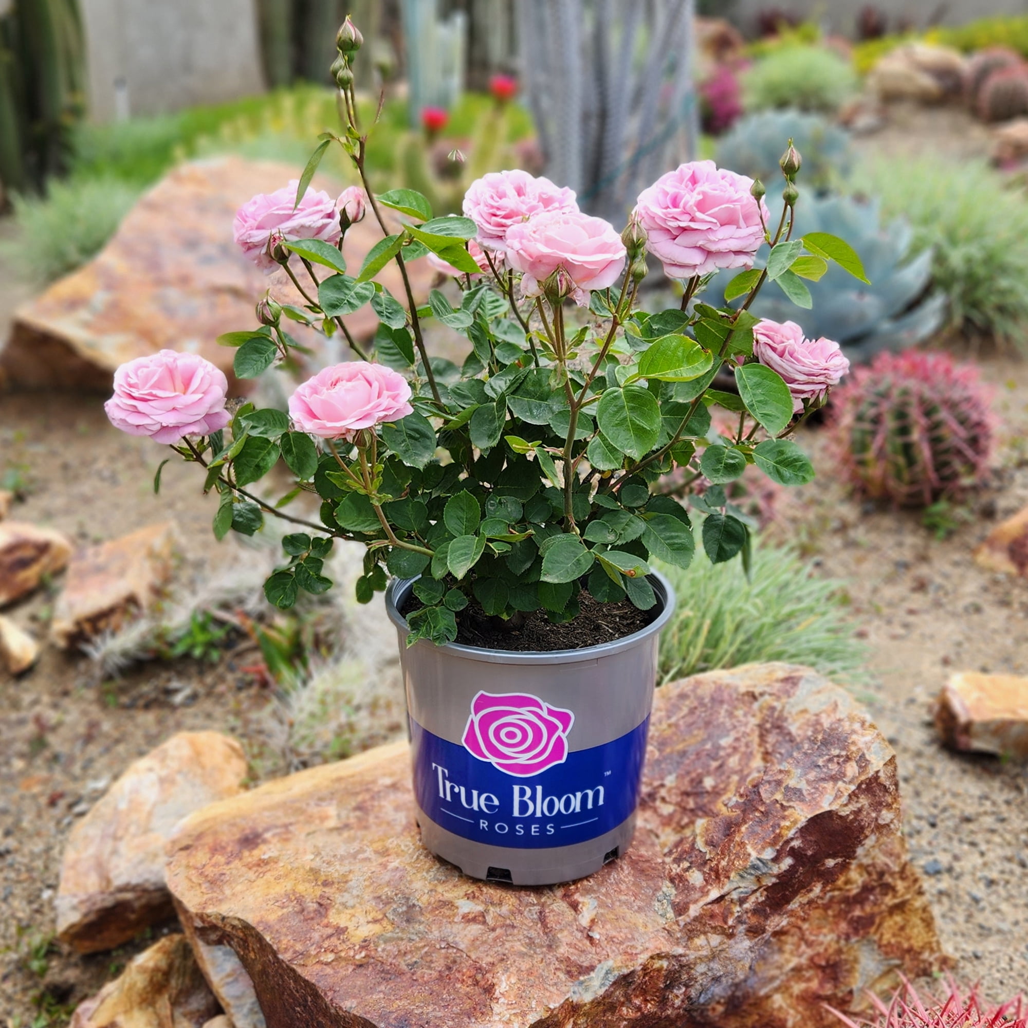 True Bloom by Altman Plants 'True Perfume' PP28929, Pink Rose Bush, 8qt. Pot, Live Roses, Full Sun