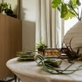 thumbnail image 5 of ragnaroc Air Plants - Tillandsia Variety Pack, Regular 1-3" - 4ct - Live Arrival Guaranteed - House Plants for Home Decor & Gift, 5 of 5
