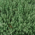 thumbnail image 4 of Bonnie Plants Lemon Thyme Live Plants, 4 of 8