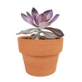 thumbnail image 5 of Graptoveria Fred Ives (4"+ Plastic Pot) - Tiny, Lovely, Easy to Care Succulent for Beginners - Live Succulent for Home Office, 5 of 6