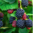 thumbnail image 4 of Set of 2 Triple Crown Thornless Blackberry Plants 4-6 Inch Tall, Large Sweet Berries for Backyard Garden, 4 of 6