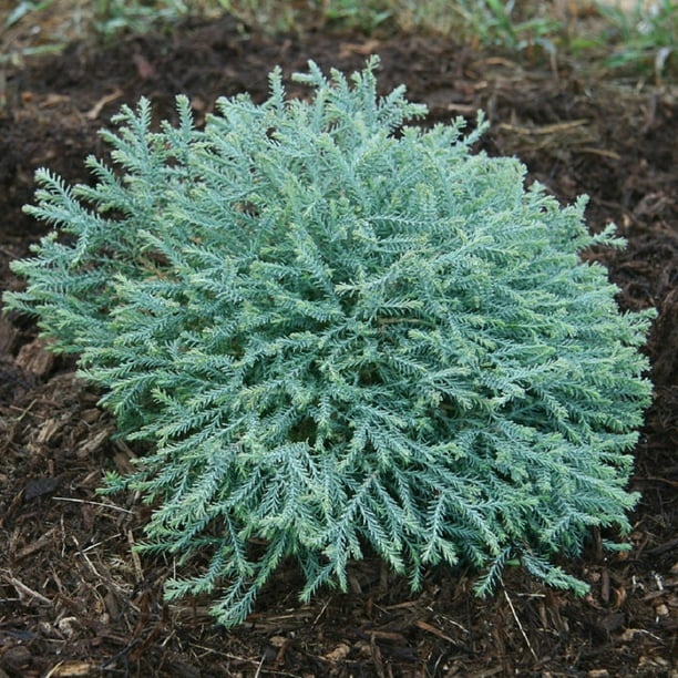 Pancake Arborvitae (3 Gallon) Evergreen Thuja Shrub with BlueGreen