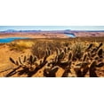 thumbnail image 2 of Lichtenwalter, Tom 24x14 Black Ornate Wood Framed with Double Matting Museum Art Print Titled - Wildwest Cactus, 2 of 4