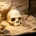 thumbnail image 4 of Resin Reptile Hideout for Tank Realistic Skull Decor for Terrarium Decorative Skeleton Head Hides and Caves for Fish Ball Python Axolotl Tarantula Beige#, 4 of 6