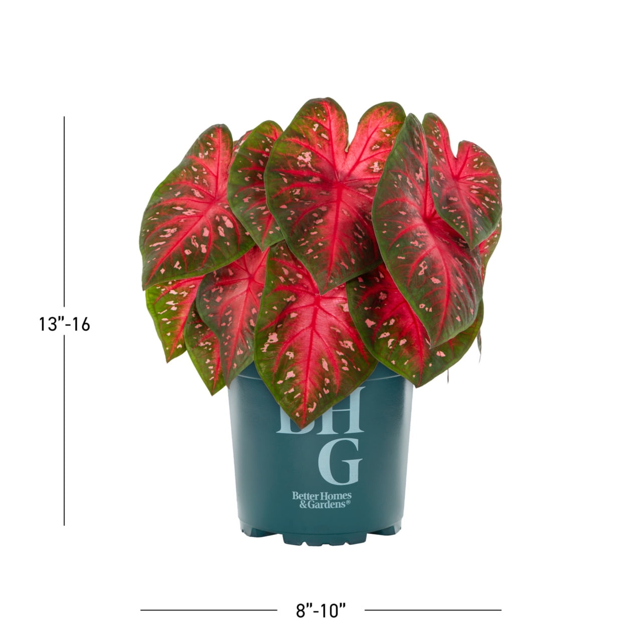 Better Homes & Gardens 1.5PT Red Caladium Live Annual Plant Sun 5-Pack