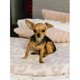 thumbnail image 2 of 100*120cm Ultra Soft Leopard Blanket, Reversible and Breathable Microfiber Blanket. Cheetah Blanket Leopard Print Blanket. Good for Sofa, Bed and T, 2 of 5