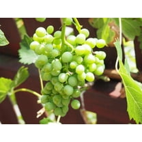50 *Seeds  GREEN (Dessert / Table) GRAPE Vitis Vinifera Fruit Vine Seeds
