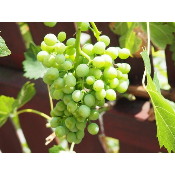 50 *Seeds  GREEN (Dessert / Table) GRAPE Vitis Vinifera Fruit Vine Seeds