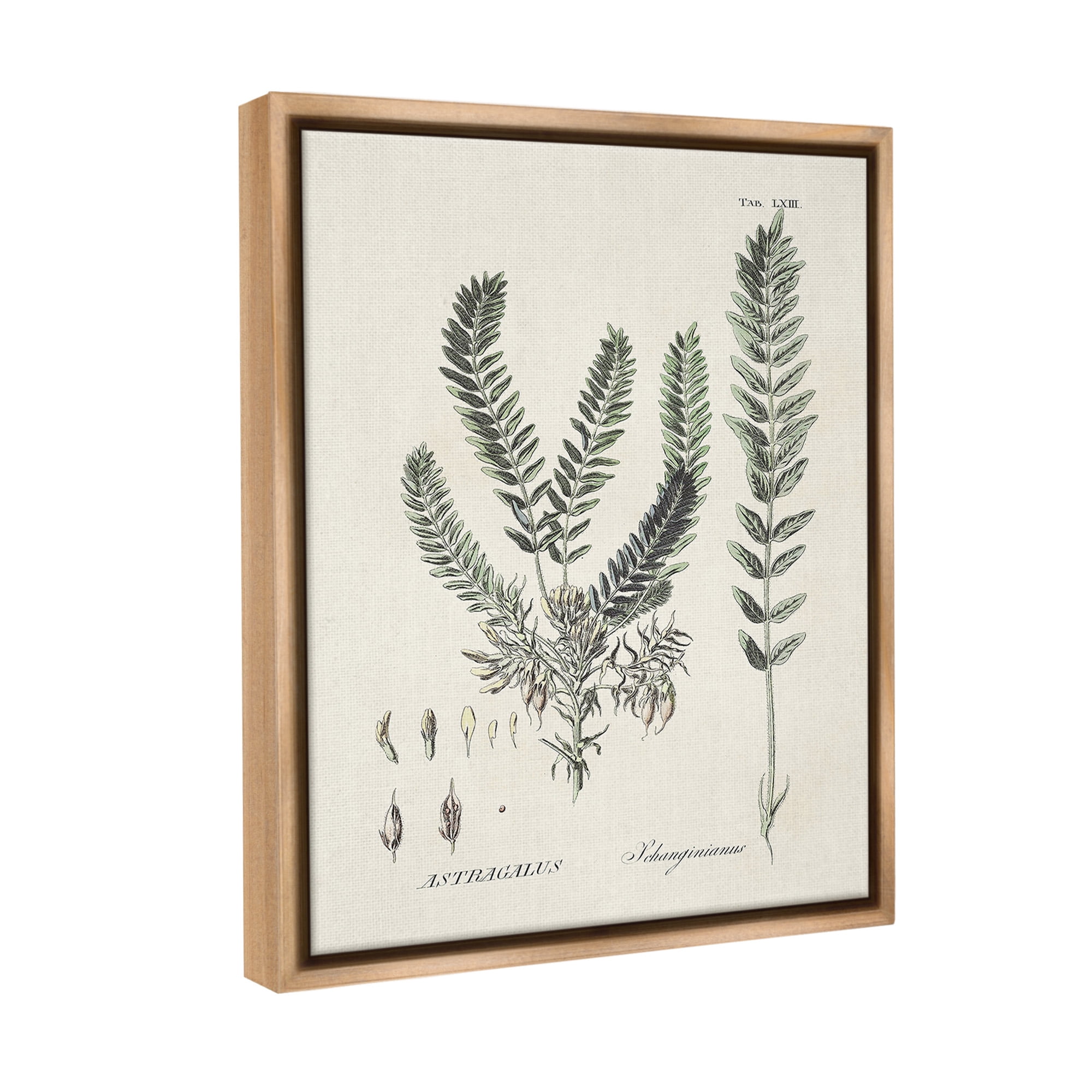 Stupell Industries Forest Leaves Diagram Botanical & Floral Painting Brown Floater Framed Canvas Art Print Wall Art, 17 x 21