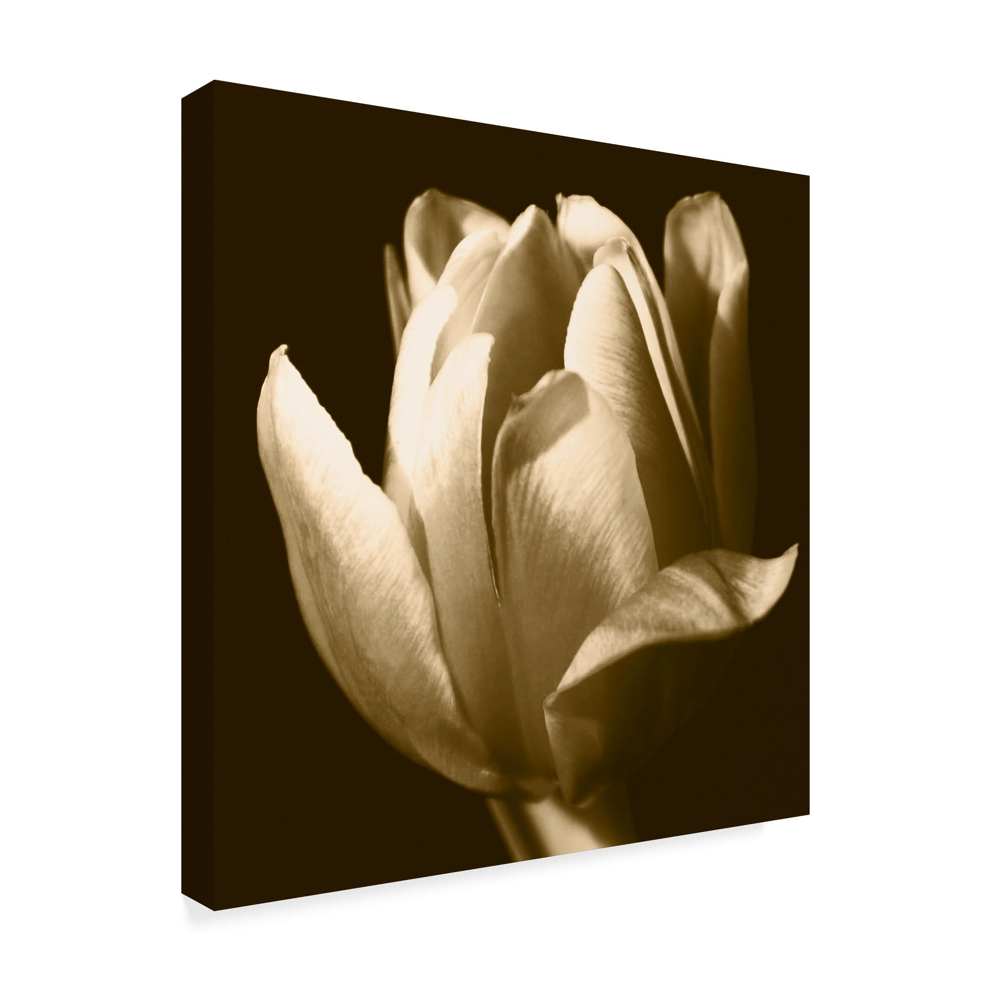 Trademark Fine Art 'Sepia Tulip II' Canvas Art by Renée W. Stramel