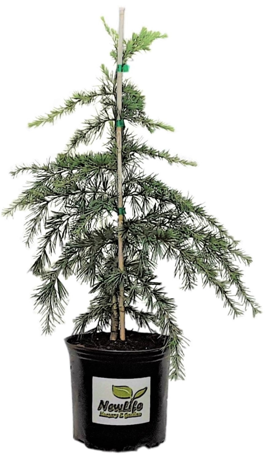 'Feelin Blue' Weeping Deodar Cedar Live Plant ( TG )