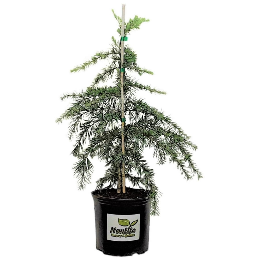 ‘Feelin Blue’ Weeping Deodar Cedar - Live Plant - ( TG ) - Walmart.com