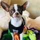 thumbnail image 4 of Sunfauo Dog Harness Medium Size Dog Lead Puppy Harness for Small Dogs Dog Harness for Medium Dogs Small Dog Black XL 2Black XLarge, 4 of 5