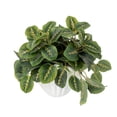 thumbnail image 3 of Mainstays Artificial Maranta in White Ceramic Shell Vase, 9", 3 of 6