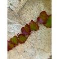 thumbnail image 3 of Grayscale 19x24 Black Modern Framed Museum Art Print Titled - Ivy II, 3 of 5
