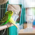 thumbnail image 4 of unbranded Bebedero Automático Para Jaula De Pájaros Con De Para Loros Y, 4 of 6