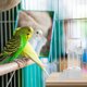 thumbnail image 4 of unbranded Bebedero Automático Para Jaula De Pájaros Con De Para Loros Y, 4 of 6