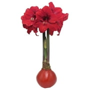 Red Waxed Red Victoria Amaryllis Bulb 32/24 Hand Dipped Artisan Quality