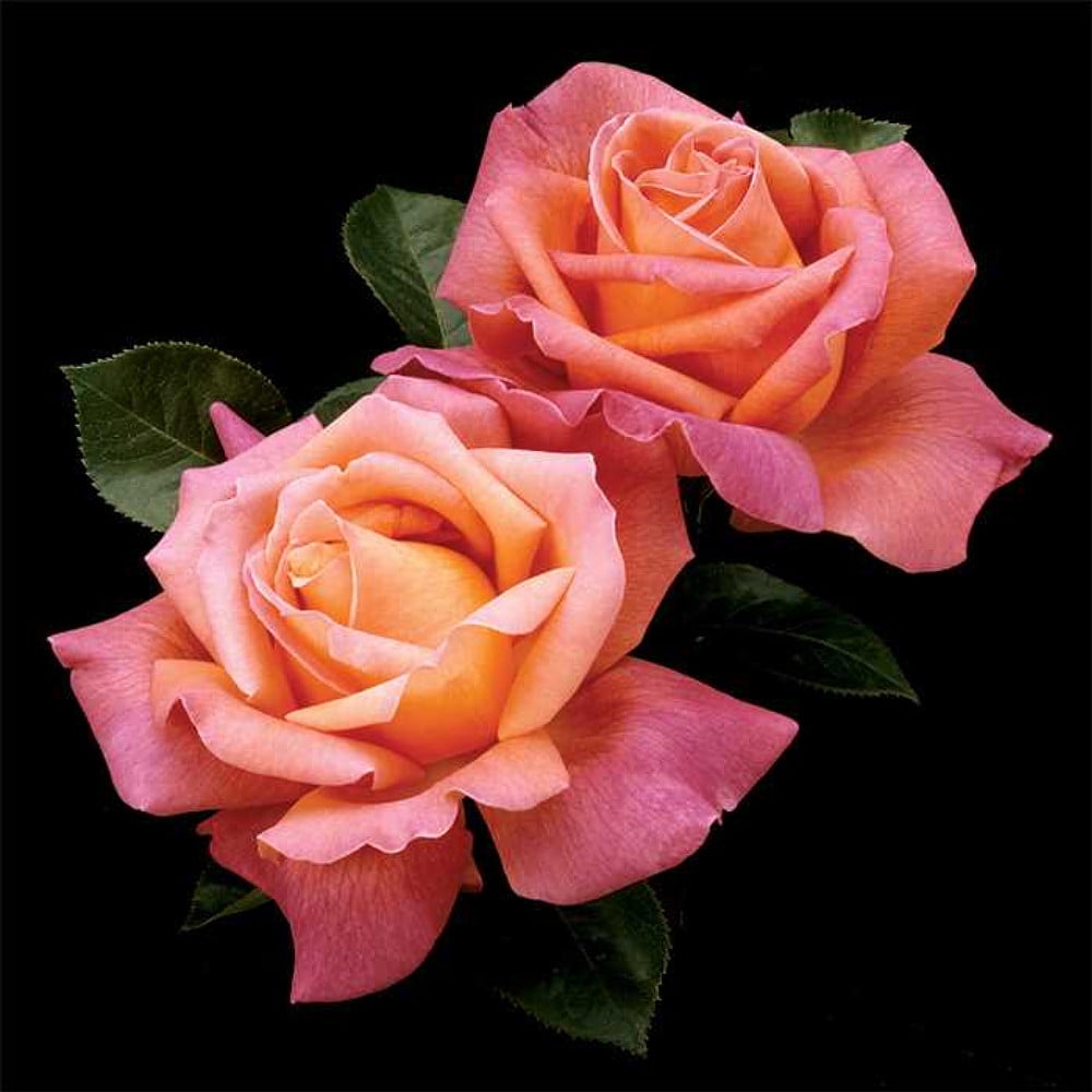 Chicago Peace® Hybrid Tea Rose Bush Bareroot