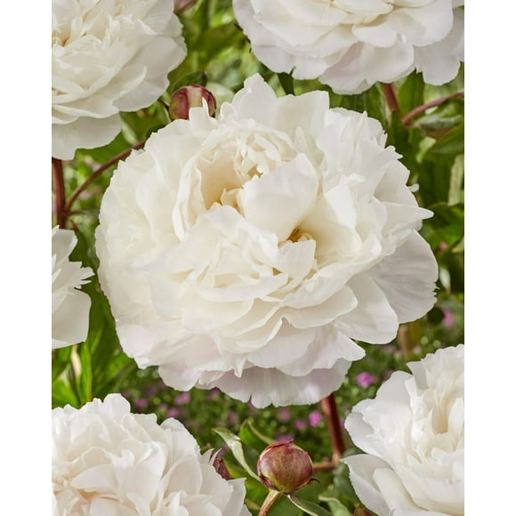 Peony Duchesse de Nemours, Peony Duchesse de Nemours 1 Bulb