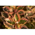 thumbnail image 2 of First Editions 1G Weigelia Rainbow Colored Sensation Live Shrub with Grower Planter, 2 of 6