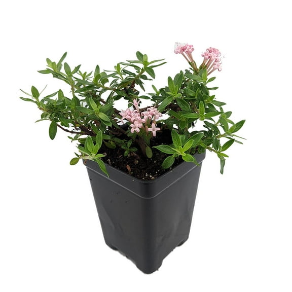 Miniature Trumpet Flower - Putatoria calibrica - 2.5" Pot - Fairy Garden Plant