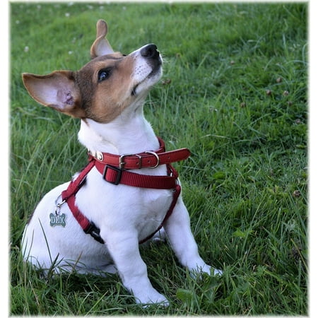 - Framed Art For Your Wall Pet Dogs Jack Russell Terrier Puppy Breed Dog 10x13 Frame