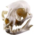 thumbnail image 2 of Resin Fortune cat Skull Skeleton Model Figurine Aquarium Fish Tank Landscape Decoration, 2 of 8