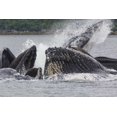 thumbnail image 2 of Paulson, Don 18x13 White Modern Wood Framed Museum Art Print Titled - USA, Alaska Humpback whales bubble net feeding, 2 of 4