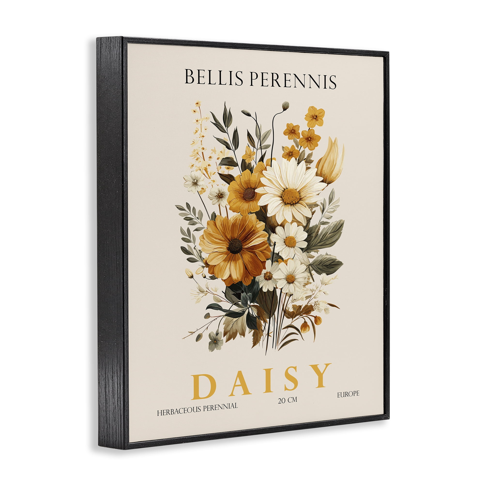 Stupell Industries Nature Daisy Bundle Black Framed Giclee Art, design by Christopher Giampietro