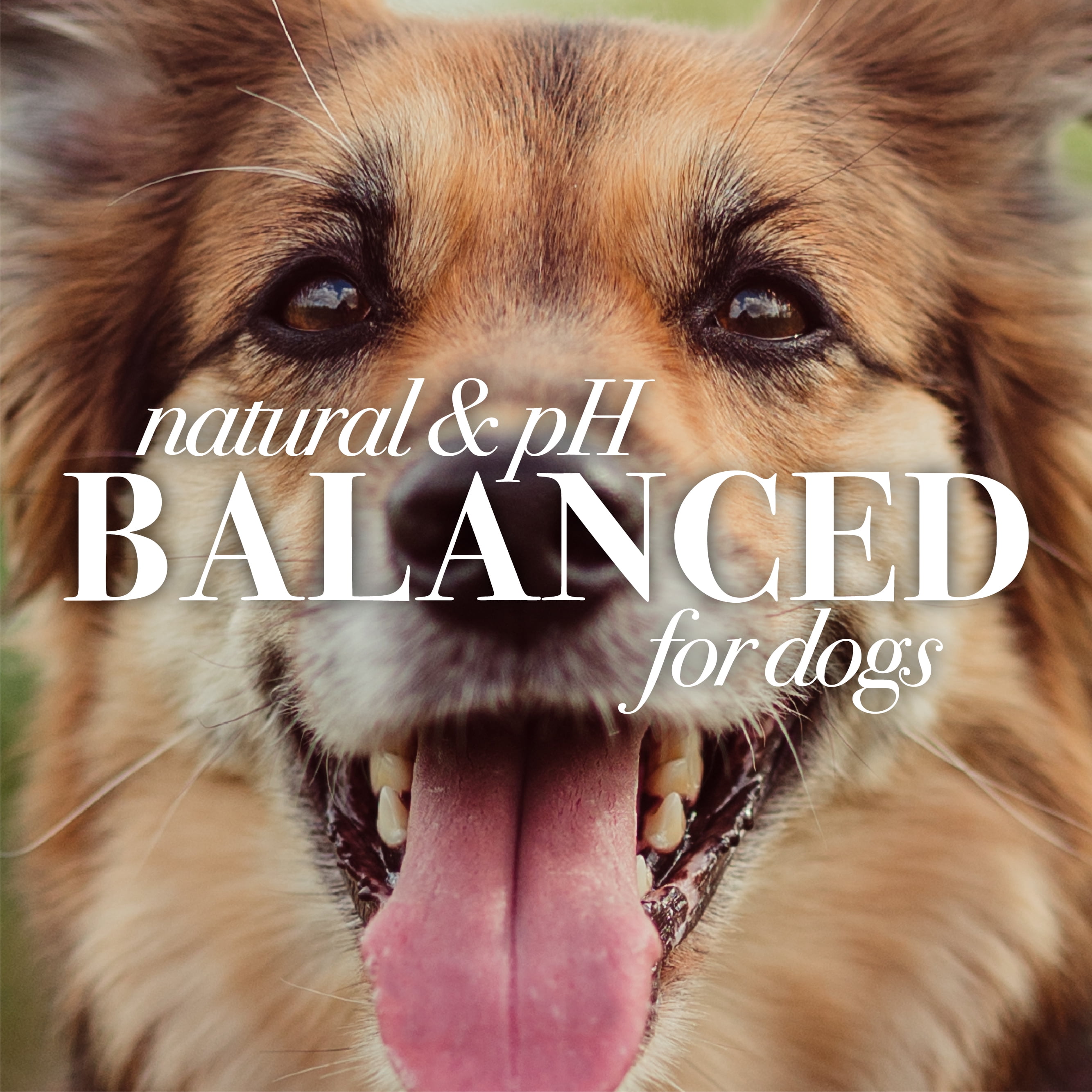 Burt's Bees For Pets Natural Oatmeal Conditioner Colloidal Oat Flour & Honey for Dogs 10 oz.