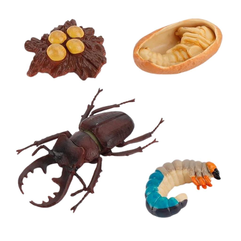 Insect Growth Cycle Model Kids Toys Animal Figure Stag Bettle Model Nature Toy 